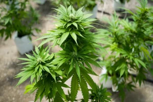 Cannabis