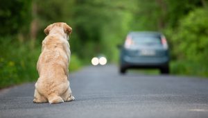Heart-warming Work of Dog Rehoming