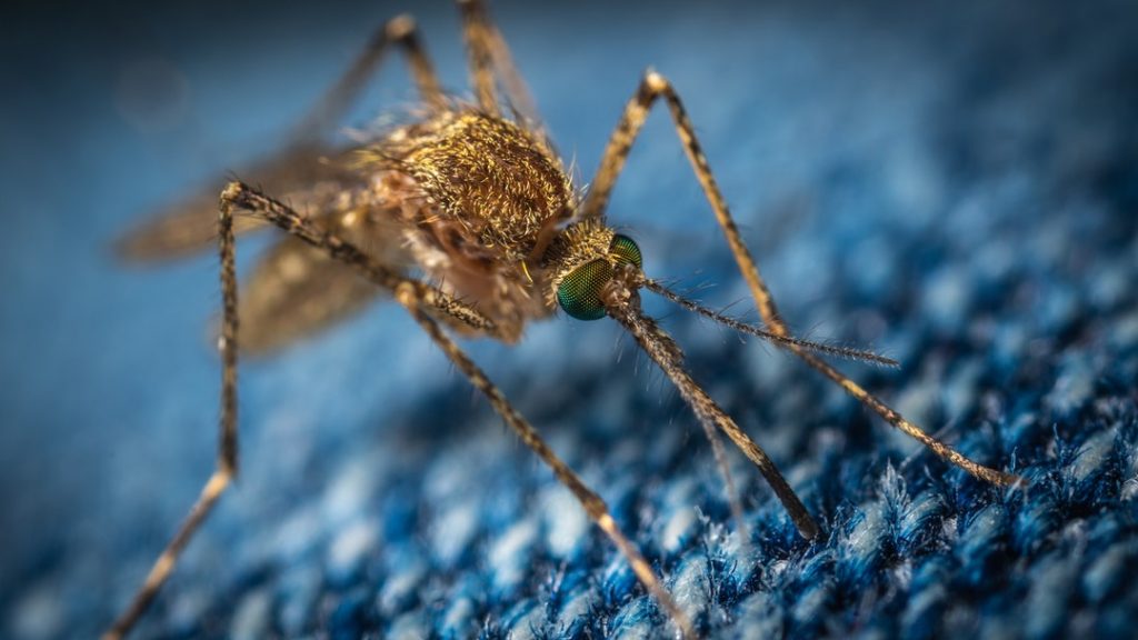 Combat Pests This Summer